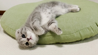 I gave the cat a sofa and it fell Scottish Fold Lulu