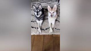 heretheycome twinsies 👯‍♀️ did you know Skye and Copper are actually half siblings?