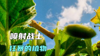 令人惊叹的植物种子，一碰就自爆喷水