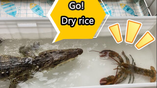 Little Crocodile's Giant Feast!