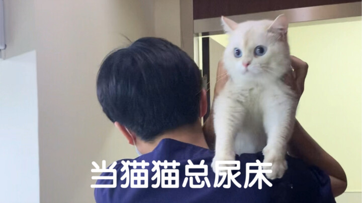 Cat: Could you please keep it down? Even the cats in the neighboring ward can hear you.