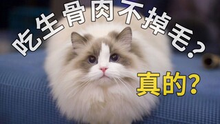 养布偶猫掉毛吗？当然不掉！因为我家吃生骨肉！