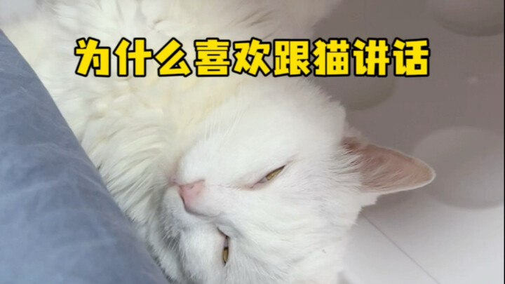 Can Cats Understand Human Speech?