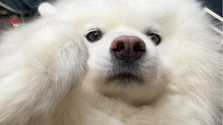 我怀疑我家狗是人变的