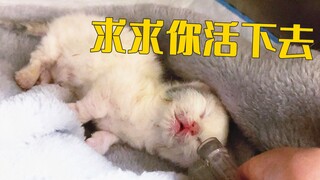 刚出生1天，小奶猫就呼吸困难，快不行了！