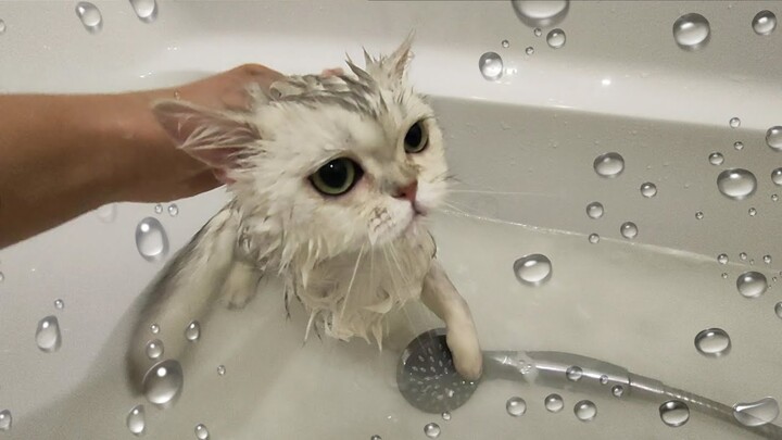 Cat EVAN is taking a bath | How British Shorthair cat takes a shower