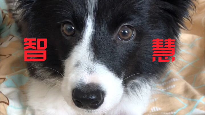Seberapa pintar anak anjing berusia dua bulan bisa jadi? Border Collie tak pernah mengecewakan!