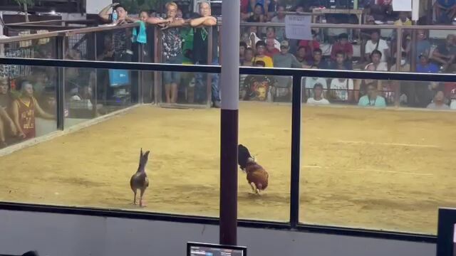 3rd fight Magtakin Cockfighting Dec.23,2023
