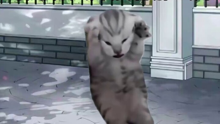 【Meme mèo/Đóng góp】Tại sao tôi, một người vô tội, phải chịu đựng tất cả những điều này?