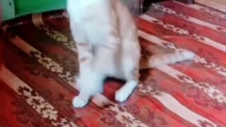 video kucing