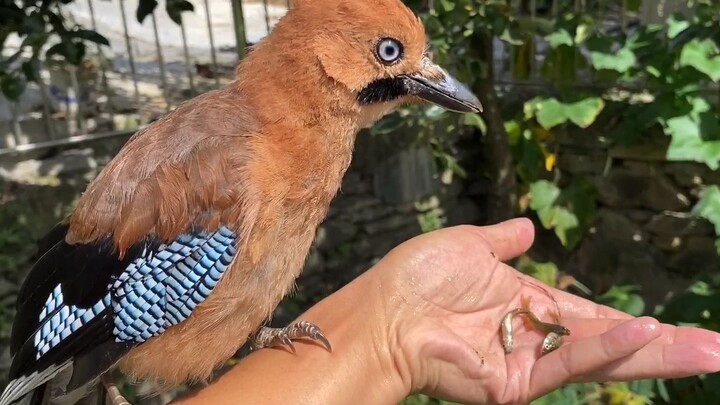 Tuan menambahkan makanan untuk gagak biru sambil bertransformasi menjadi nelayan, sementara gagak bi