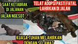 Mengharukan Kucing Hamil Besar Menangis Kecelakaan Di Jalan Telah Melahirkan Di Cats Lovers Tv ..!