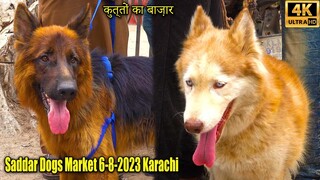 Saddar Dogs Market 6-8-23 Karachi _ Pitbull dog German Shepherd Siberian  Dog