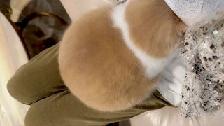 当城市猫回村不敢和村里的猫玩