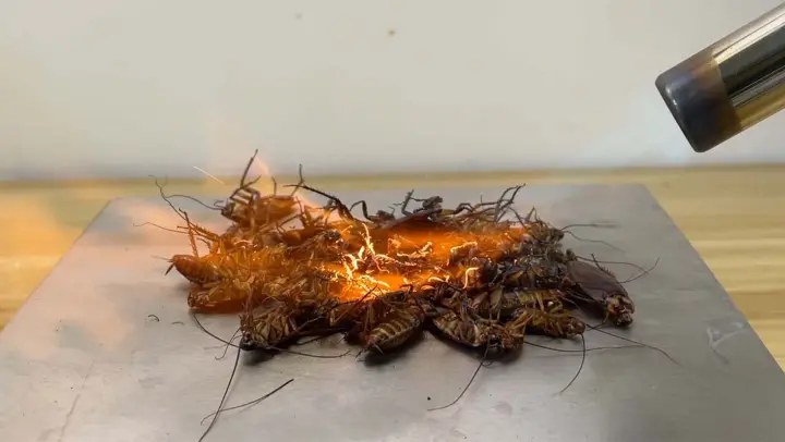 [Animal] Feeding cockroaches poison
