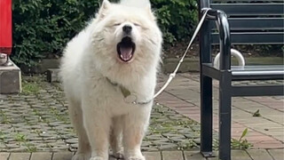 Nuôi một chú chó Samoyed có tính cách dễ thấy