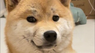 它说我不是它的妈妈