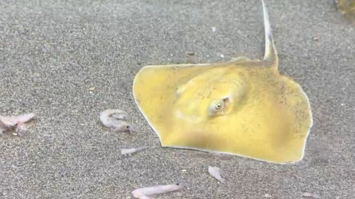 Aku tidak mengenal apa itu ikan pari, aku hanyalah selembar kulit telur