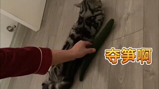 什么？你不知道猫怕什么？试试这个办法！
