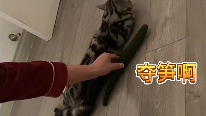 Gì cơ? Bạn không biết mèo sợ gì à? Thử cách này xem!