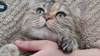 Kamu mengacaukan perut berbulu yang baru saja aku jilat!