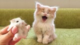 Funniest Cat Videos That Will Make You Laugh #45 - Funny Cats and Dogs Videos