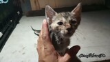 Another  Tinny Kitten, Have Respiratory Issue