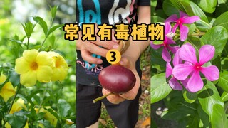 [Fruit Hunter x Hunter] Identify common poisonous plants around you 3