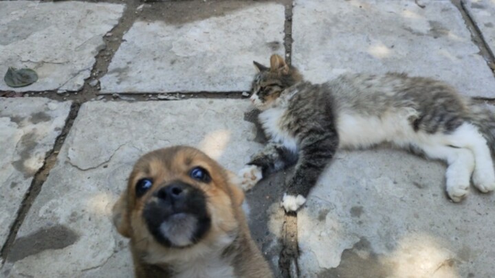 How many times a day does the puppy bother the kitten?