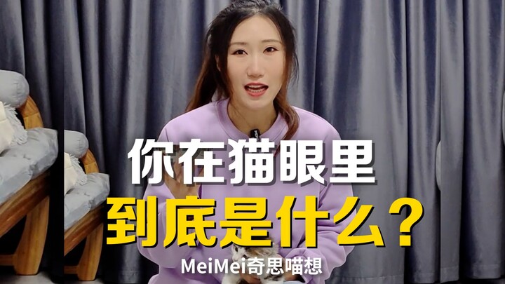 Phân tích sâu sắc mối quan hệ đẳng cấp của mèo
