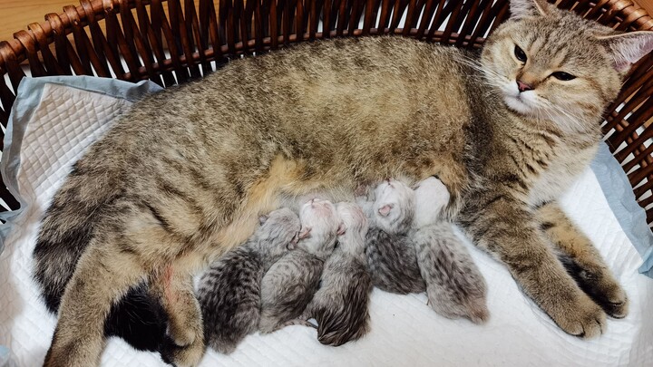 The Owner Filmed the Whole Process of the Cat's Giving Birth