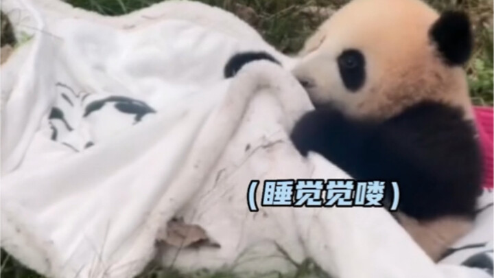 Panda yang dipelihara orang Tiongkok saja harus tidur dengan menutup perut dan menyipitkan mata!