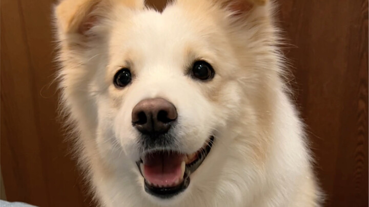 She really is just a kid—every dog has moments when it wants to be a little bit naughty #BorderColli