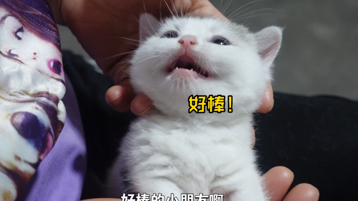 ماذا تفعل إذا غضب هريرك الصغير منك؟ أمي: ما عليك إلا أن تمدحه قليلًا!