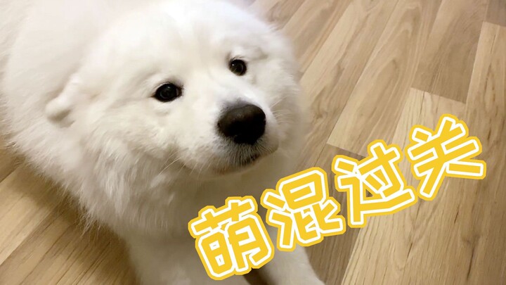 The Samoyed gummy secretly ate the mochi's extra meat treat, trying to sweet-talk its way out of it—