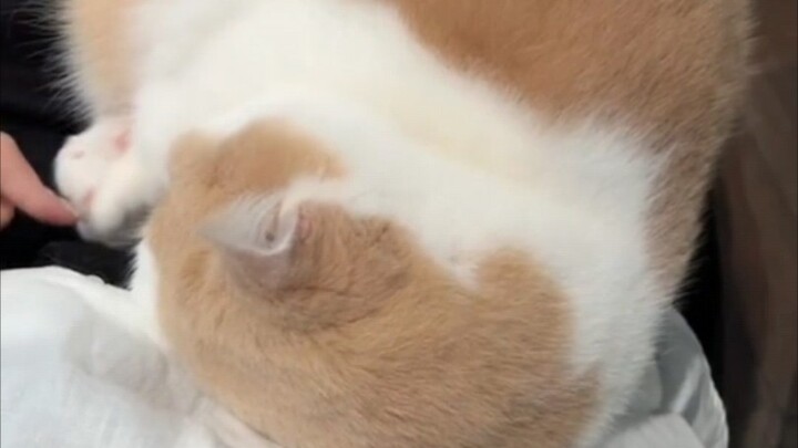 "Plump and Delicious"