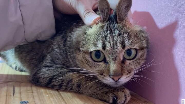 A brand-new version you’ve never seen before: the Tabby Rabbit Cat~