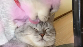 万物皆可开塞露？想给猫找个女朋友，结尾高能……