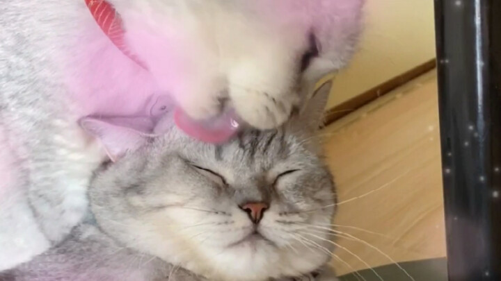 Can everything be turned into an enema? Trying to find a girlfriend for the cat—unexpected twist at 