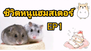 หนูแฮมสเตอร์ วันๆมีแต่กิน