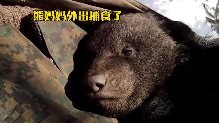 The pregnant bear mysteriously disappeared for half a month, and when the Russian man finally found 