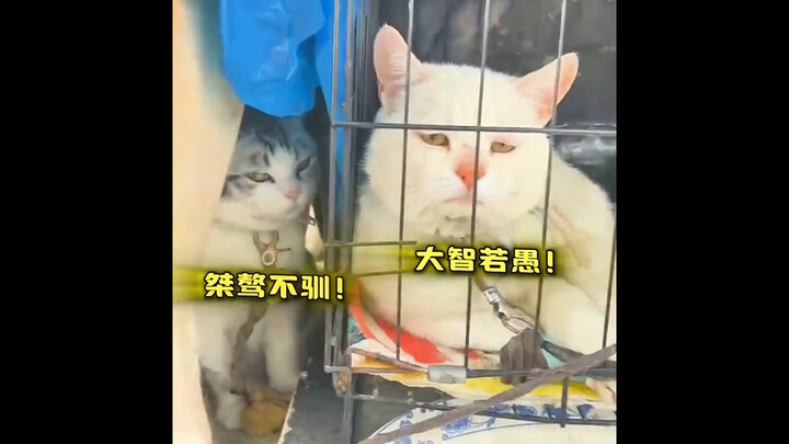 "Sleeping Dragon, Crouching Phoenix"