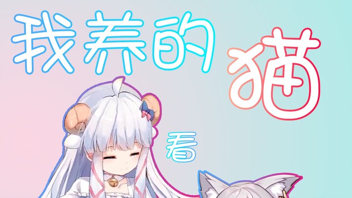 Fighting for a cat's affections leads to divorce? (Sliced on the evening of January 8, 2022)