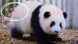 【大熊猫和花】花花无聊得嘤嘤叫，谁来陪花花玩啊！