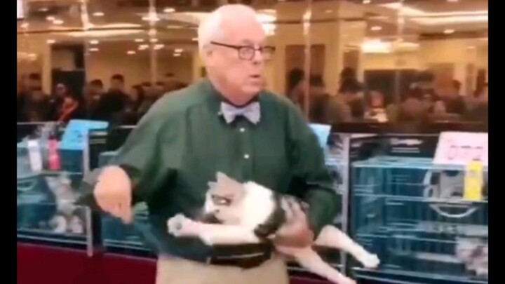 How to get your kitten into the carrier with ease Cat: What’s going on?