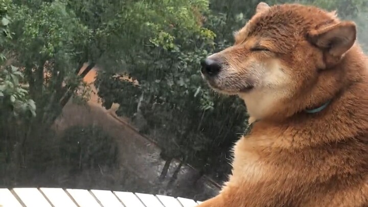 ที่รัก ฝนตกหนักมาก ฉันคิดถึงเธอเหลือเกิน [ร้องไห้หนัก]