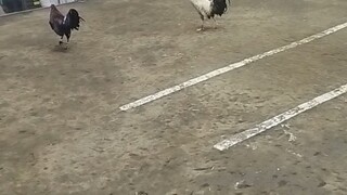 naka kakabang laban , kahit off na na ipanalo pa nya ..