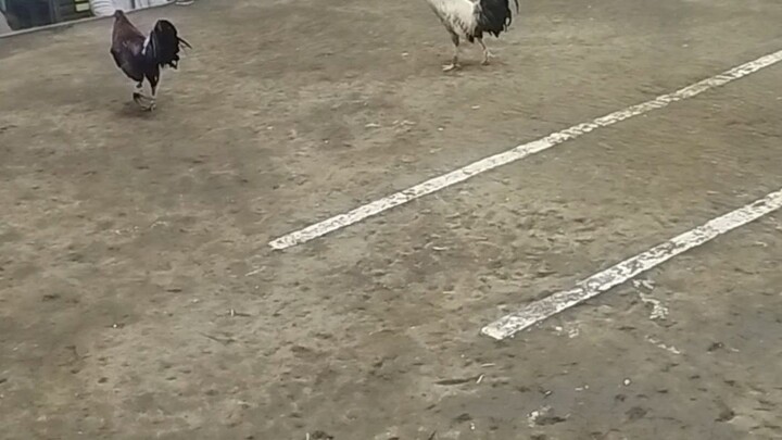 naka kakabang laban , kahit off na na ipanalo pa nya ..