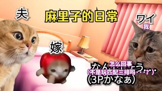 [Ready Meat] Sepasang kekasih datang ke Mariko untuk bermain Apex | Meme Kucing