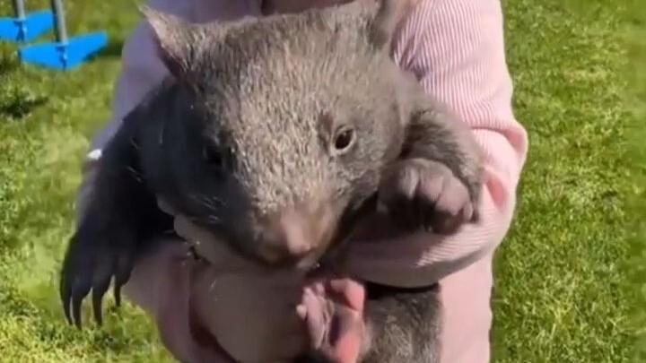 A netizen took in a baby koala to keep their daughter company. After it grew up and was released bac